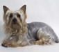 silky_terrier_3