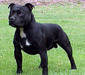 staffordshire_bull_terrier_1