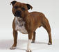staffordshire_bull_terrier_2