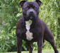 staffordshire_bull_terrier_3