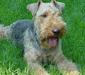 welshterrier_1