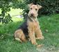 welshterrier_2