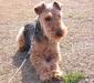 welshterrier_3