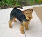 welshterrier_4
