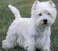 west_highland_white_terrier_1