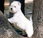 west_highland_white_terrier_2