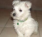 west_highland_white_terrier_3