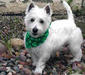 west_highland_white_terrier_4