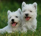 west_highland_white_terrier_5
