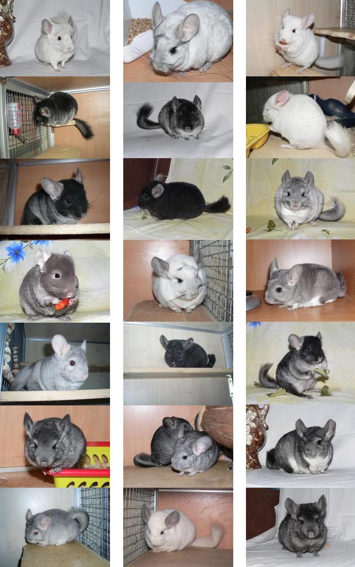 belosn.jpg