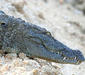 crocodylus_palustris.jpg