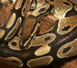 python_regius4