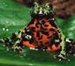 bombina_orientalis1