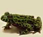 bombina_orientalis2