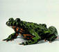 bombina_orientalis3