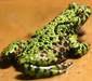 bombina_orientalis4