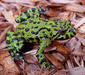 bombina_orientalis5