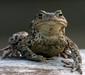 bufo_bufo_1
