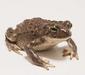 bufo_bufo_2
