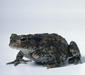 bufo_bufo_3