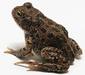 bufo_bufo_4