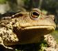 bufo_bufo_5