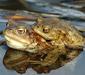 bufo_bufo_6
