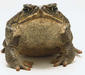 bufo_marinus2