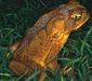 bufo_marinus3