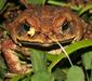 bufo_marinus4