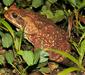 bufo_marinus5