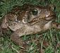 bufo_marinus6