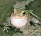 bufo_viridis_2