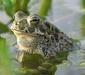 bufo_viridis_3