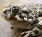 bufo_viridis_4