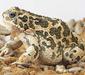 bufo_viridis_5