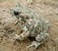 bufo_viridis_6