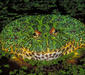 ceratophrys_ornata1