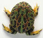ceratophrys_ornata2