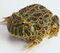 ceratophrys_ornata3