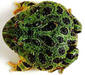ceratophrys_ornata4