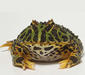 ceratophrys_ornata5
