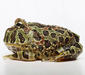 ceratophrys_ornata6