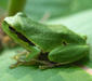 hyla_arborea1
