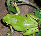 hyla_arborea3
