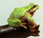 hyla_arborea4