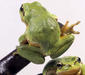hyla_arborea5