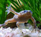 hymenochirus_boettgeri1