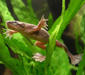 hymenochirus_boettgeri2