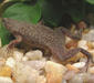 hymenochirus_boettgeri3